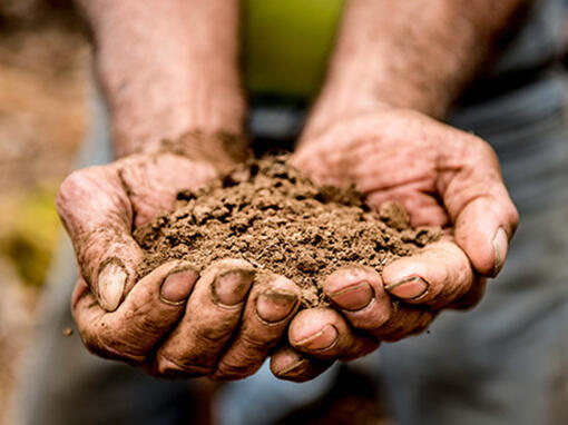 person holding soil in their hands