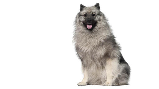 Keeshond