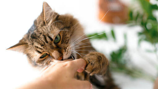 Kissa puree omistajan kättä.