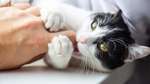 Mustavalkoinen kissa pureskelee omistajan sormea.