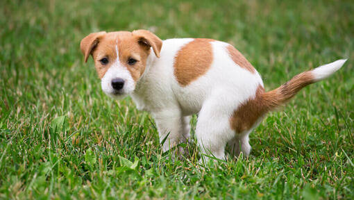 Jack russellin pentu kakkaa nurmikolla