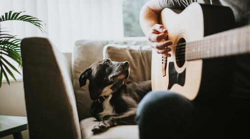 Koira katselee omistajaa soittamassa kitaraa