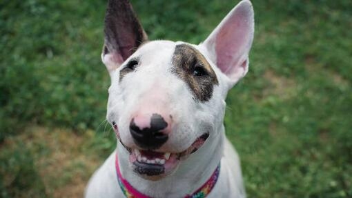 Bullterrieri