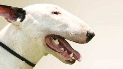 Bullterrieri