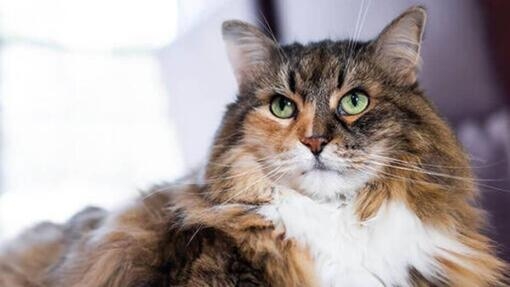 Norjalainen Metsäkissa