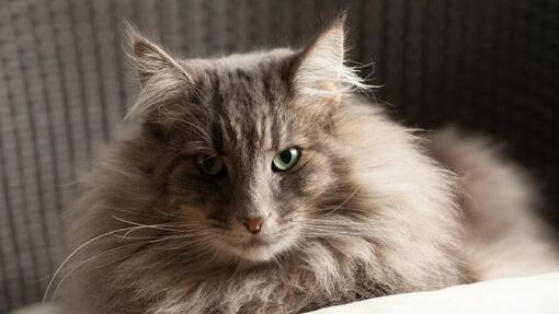 Norjalainen Metsäkissa