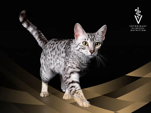 PRO PLAN Veterinary Diets Kissan