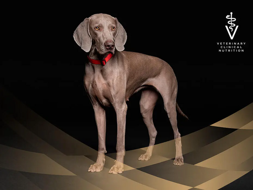 PRO PLAN Veterinary Diets Koirille