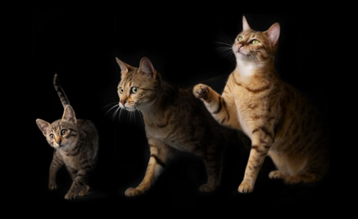 Tutustu ruokiimme kissasi elämän jokaiseen vaiheeseen