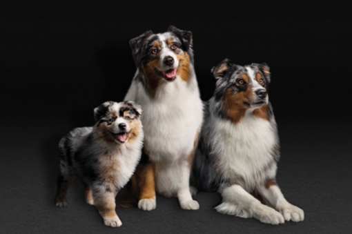 Ruokaa koirasi elämän kaikkiin vaiheisiin