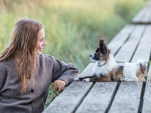 Lemmikistä huolehtiminen