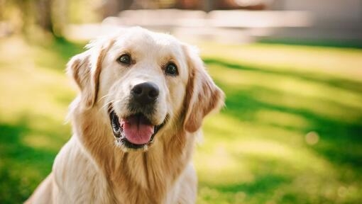 golden retriever