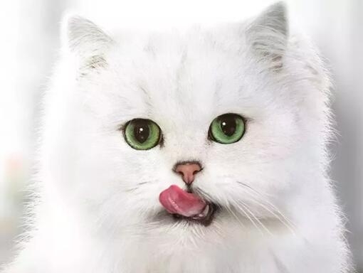 Purina Gourmet