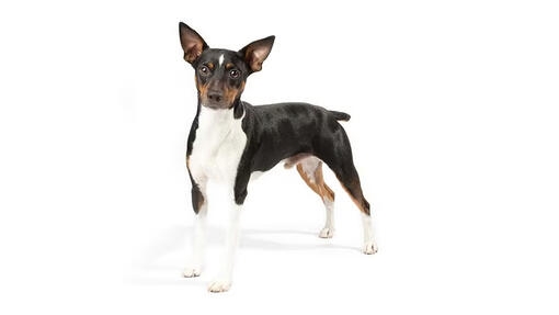 Rat Terrier