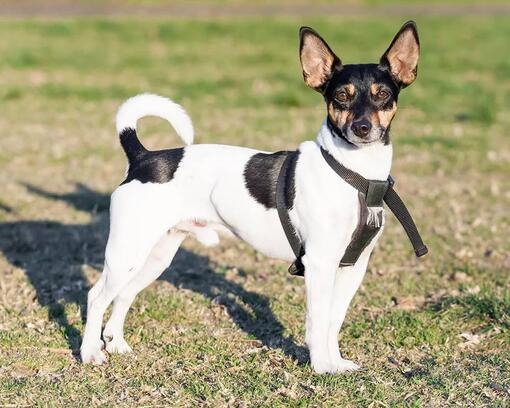 Rat Terrier voi olla yhtä aikaa eloisa ja lempeä sekä älykäs ja työskentelyhaluinen.