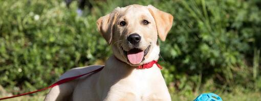 labradori makaa nurmikolla hihnassa