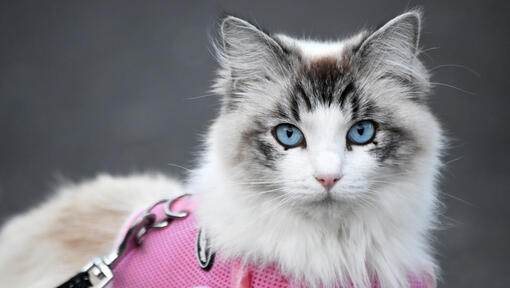 Ragdoll-kissa vaaleanpunaisissa valjaissa