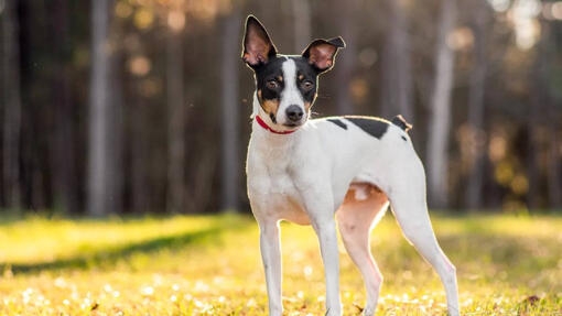 Rat terrier