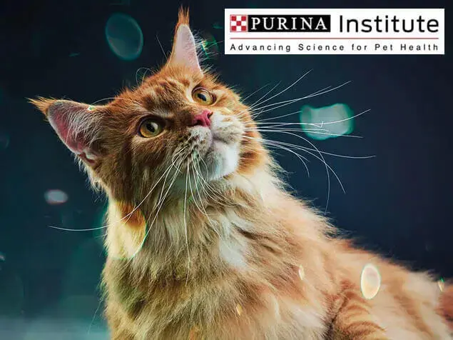 Purina-instituutti ja innovaatio