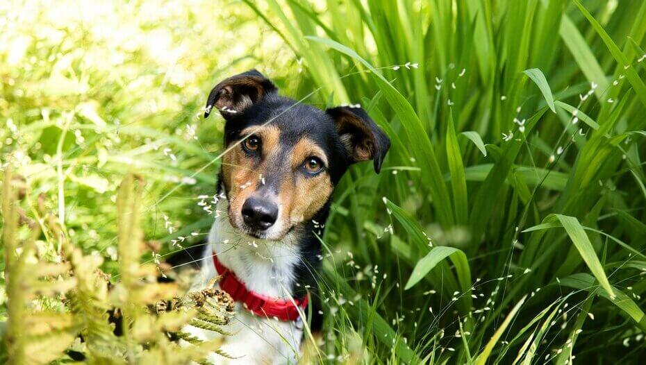 Jack Russell pitkässä ruohikossa punaisella kauluksella. Jack Russell pitkässä ruohikossa punaisella kauluksella.
