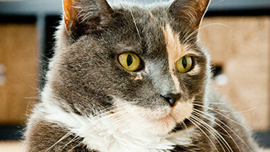 karvainen kissa katselee sivulle karvainen kissa katselee sivulle